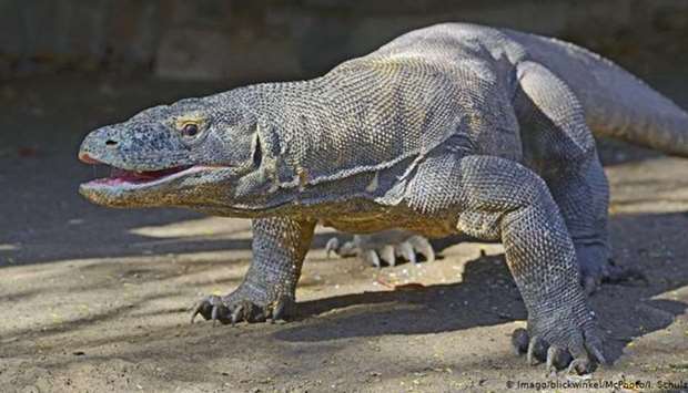 ,We have to save Komodo dragons from extinction, that's the point,, Josef Nae Soi, deputy governor of the province of East Nusa Tenggara, said.