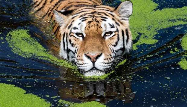 Tiger cools off in her pool at the zoo