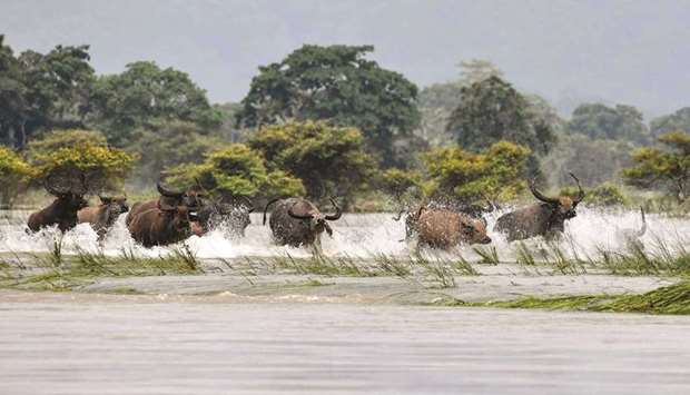 In this photo taken on July 17, a herd of wild buffaloes is seen wading through floodwaters at the Kaziranga National Park in Assam.