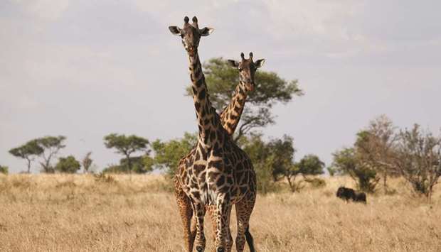 Giraffes are seen at the Singita Grumeti Game Reserve in Tanzania. President John Magufuli has ordered the sprawling Selous Game Reserve, a Unesco World Heritage site, to be split in two to restrict the access of big game hunters.
