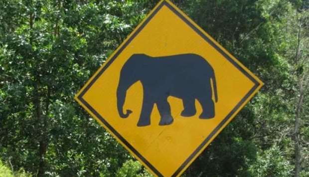 Endangered Malaysian elephant killed on highway
