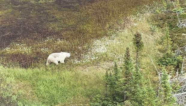 A Royal Canadian Mounted Police handout photo of a polar bear spotted from an RCMP helicopter during a manhunt near Gillam, Manitoba, Canada.