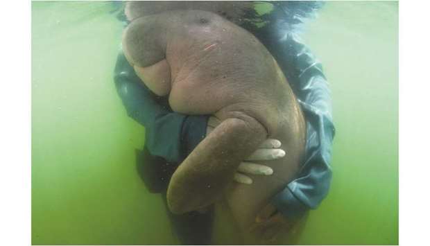 Mariam the dugong as she is cared for by park officials and veterinarians from the Phuket Marine Biological Centre on Libong island, Trang province in southern Thailand.