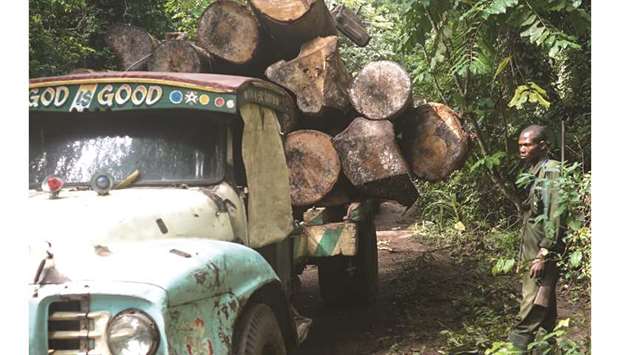 A man stands beside a truck carrying logs of wood in the Omo Forest, a home for elephants, near Ose-Eke village, northeast of Africau2019s biggest city Lagos.