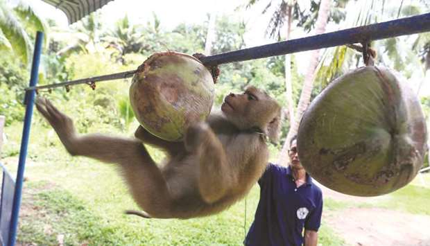 A monkey is being trained at a monkey school for coconut harvest in Surat Thani province.