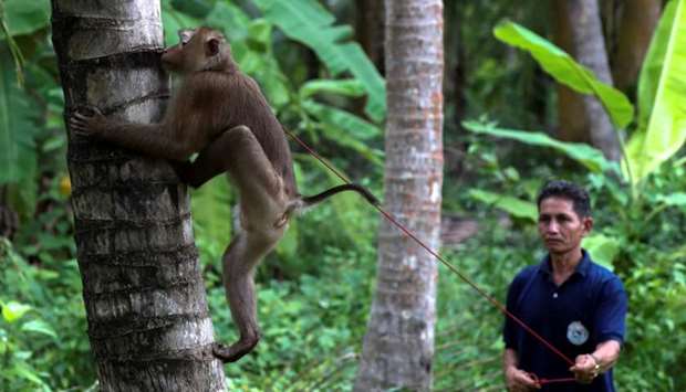 Nirun Wongwanich, 52, a monkey trainer, trains a monkey during a training session at a monkey school for coconut harvest in Surat Thani province, Thailand