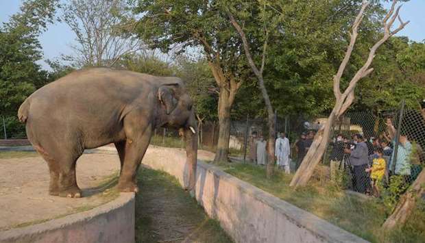 Media representatives take video and photographs of Elephant Kaavan as it stands behind a fence at the Marghazar Zoo in Islamabad