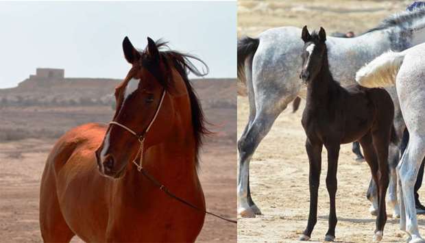 Scientists at WCM-Q helped conduct a comprehensive global sampling and analysis of the genomes of 378 individual Arabian horses in 12 countries.