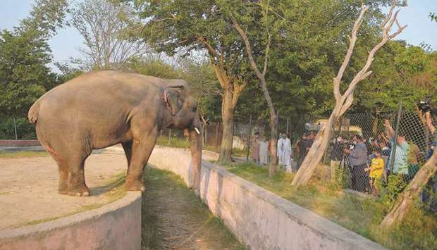 Media representatives take video and photographs of Elephant Kaavan as it stands behind a fence at the Marghazar Zoo in Islamabad, yesterday.