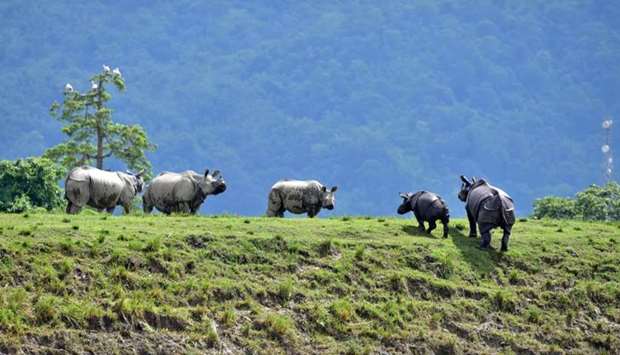 One-horned rhinos move to higher grounds in the flood-affected area of Kaziranga National Park in Nagaon district, in the northeastern state of Assam, India