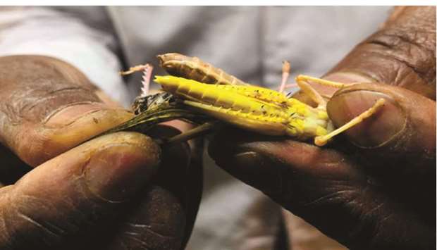 A scientist handles a locust used for research inside a laboratory at the International Centre of Insect Physiology and Ecology  in Nairobi.