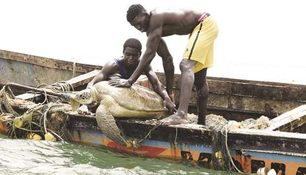 Senegalese fishermen release a sea turtle back into the sea after rescuing it from their fishing nets in Joal.