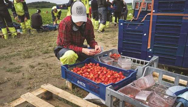 A young Finnish worker checks strawberries before weighing them in Lahti.