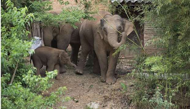 The herd of Asian elephants has spent months roaming across Yunnan province, travelling more than 500 kilometres from their home nature reserve in one of the longest ever animal migrations of its kind in China.