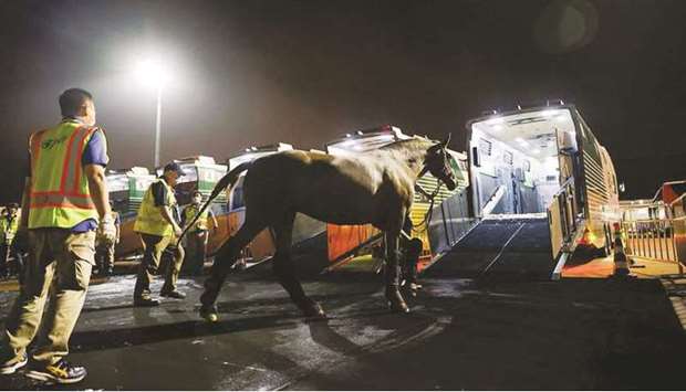A dressage horse arrives at Haneda Airport in Tokyo yesterday. (Reuters)