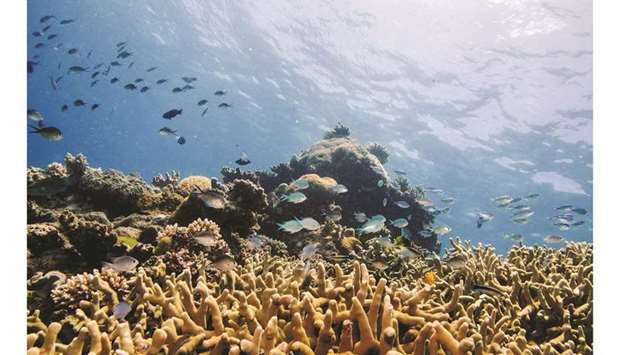 In this file picture, assorted reef fish swim above a staghorn coral colony as it grows on the Great Barrier Reef off the coast of Cairns, Australia.