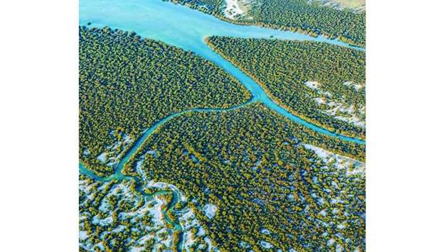 Mangroves, the only type of tree that can stand and grow in salty waters, serves as natural air filters, which can significantly sequestrate carbon emissions u2013 one of the main causes of global warming. An aerial view of Al Thakira mangroves in Qatar.