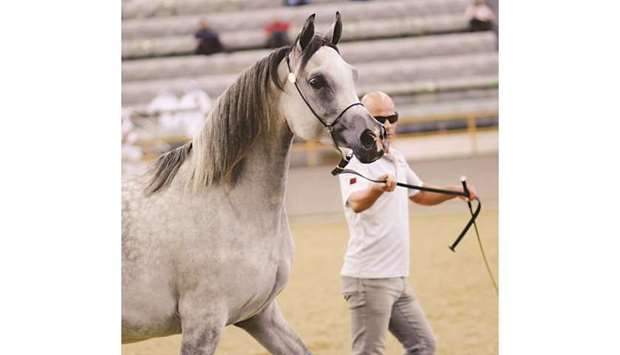 Organised by Al Shaqab and Al Rayyan Farm, the overall auction yielded an excess of 3.5mn in Qatari Riyals with many lots reaching well above QR200,000.