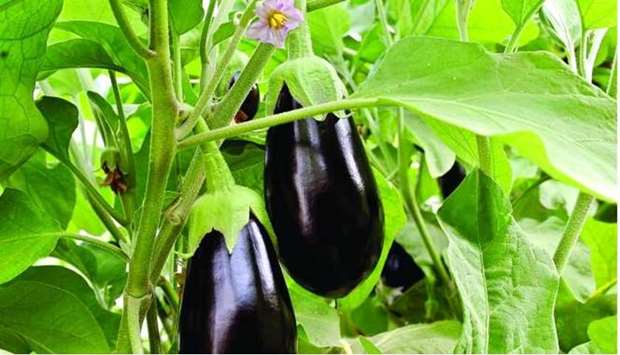 The calendar has been prepared by MME's Agriculture Affairs Department and aimed at achieving considerable rates of self-sufficiency in six types of vegetables including tomatoes, cucumber, zucchini, capsicum, eggplants and leafy vegetables.