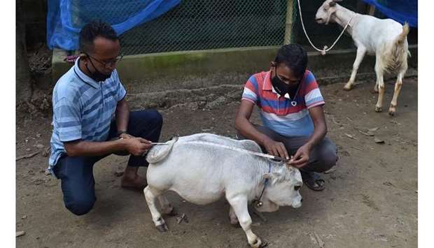 People measure a dwarf cow named Rani, whose owners applied to the Guinness Book of Records claiming it to be the smallest cow in the world, at a cattle farm in Charigram, about 25 km from Savar. AFP