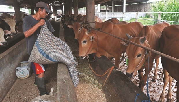 A man feeds cattle in Bandar Lampung, Lampung province, amid an outbreak of foot-and-mouth disease in Indonesia.