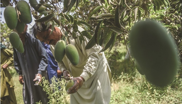 In this picture taken mid-June, Hari Mali (right), a farm worker plucks mangoes from a tree at a farm outside Mirpur Khas city in the Sindh province. (AFP)