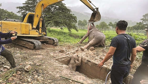 Handout pictures (right) released by Thailandu2019s Department of National Parks, Wildlife and Plant Conservation shows an adult and infant elephant during the rescue operation, and walking together afterwards.