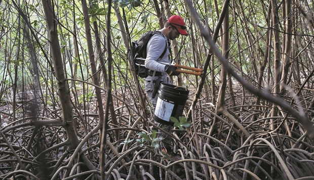 Andrew Otazo looks for trash to remove from the mangroves at Crandon Park in Miami, Florida. (Reuters)