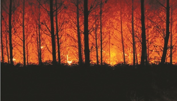 A view shows trees burning amid a fire that broke out near Landiras, in the Gironde region of southwestern France.