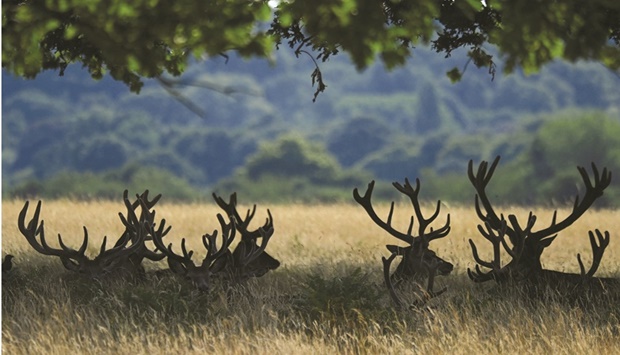 Deer rest in the shade during hot weather yesterday at Londonu2019s Richmond Park.