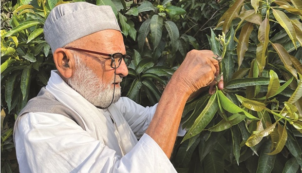 Kaleem Ullah Khan, locally known as the u2018Mango Manu2019, shows how he grafts different varieties of mangoes on a 100-year-old tree at his farm in Malihabad, some 30kms from Lucknow.  Right: A mango variety from Kaleem Ullah Khanu2019s mango tree in Malihabad.