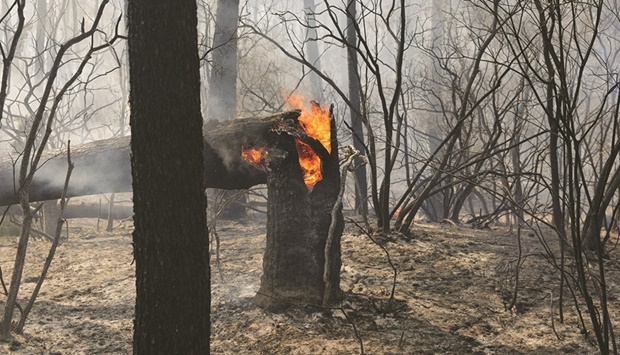 A burning tree is seen in La Teste-de-Buch forest destroyed by a major fire near Dune du Pilat in the Gironde region of southwestern France.  (Reuters)