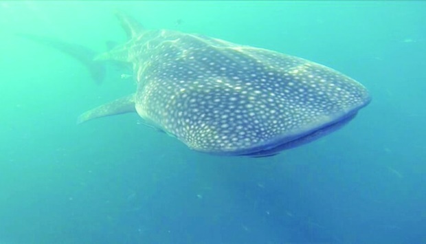 Qatar is home to one of the largest whale shark aggregations in the world. PICTURES: VisitQatar
