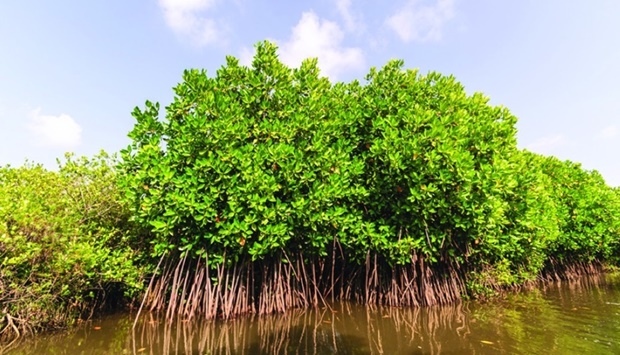 A mangrove forest. PICTURE: QNL website