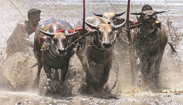 Jockeys compete in the annual buffalo race festival in Chonburi province.