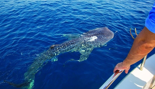 Since the first sailing on June 3, Discover Qatar has carried more than 250 passengers on the u2018Whale Sharks of Qatar - Daily Exploreru2019 tour.