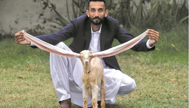 Breeder Mohamed Hasan Narejo displays the ears of his kid goat Simba in Karachi yesterday. (AFP)
