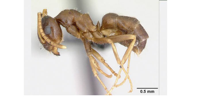 A colony of the insects was discovered at a home in Hendon, Barnet.