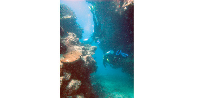 Scuba divers examining coral reef.