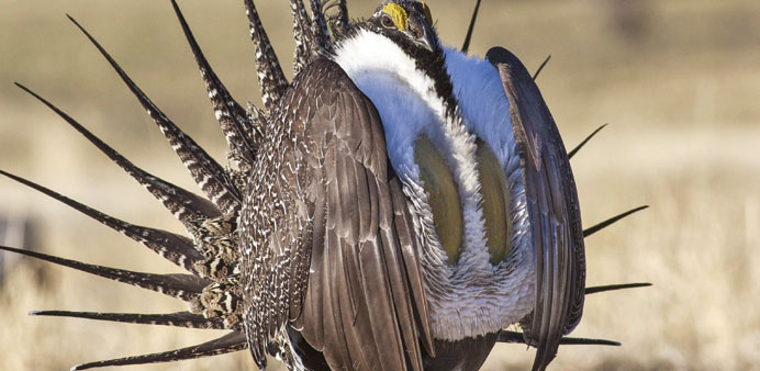 A file photo of a sage grouse. A long-simmering debate in the American West over the imperiled ground-dwelling bird reached a climax on Tuesday, as th