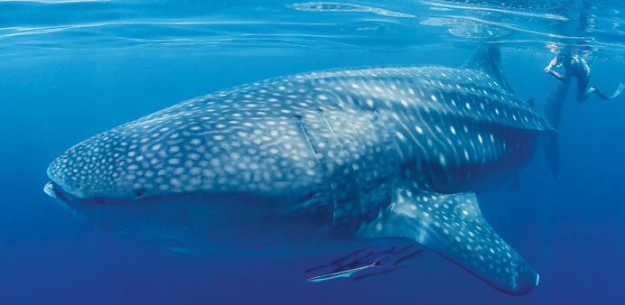 A whale shark photographed in Qatari waters.