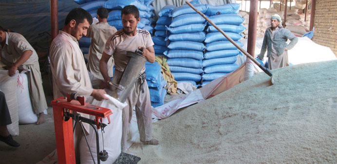 Men fill bags with freshly harvested rice at the rice market in Kunduz where fighting has prevented many farmers from harvesting crops.