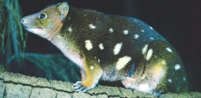 A spotted quoll sits in its enclosure at Taronga Zoo in Sydney.