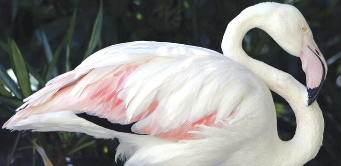 An undated handout image shows Adelaide Zoou2019s oldest resident, 83-year-old the Greater Flamingo, affectionately known as u2018Greateru2019.