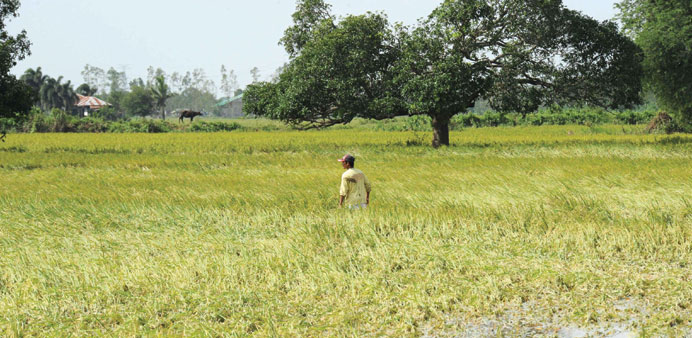 A farmer inspecting an inundated rice field due to heavy rains brought about by typhoon Koppu, in Cabanatuan City, Nueva Ecija province north of Manil