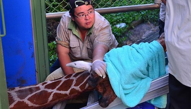 Taipei Zoo staff care for a giraffe that died before it was to be transported.