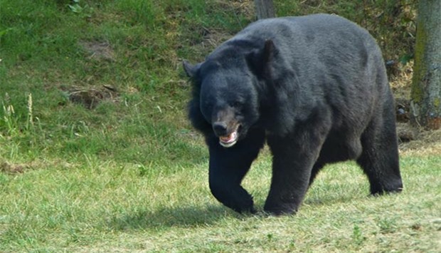 A series of wild bear attacks terrified Japan earlier this year.