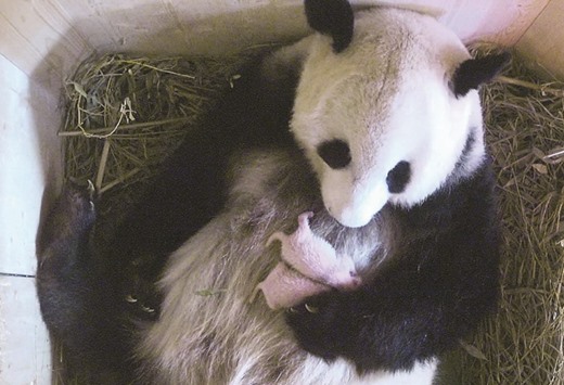 This handout picture taken on Monday and released yesterday by the Schoenbrunn zoo in Vienna shows a video grab of Yang Yang holding her twins.