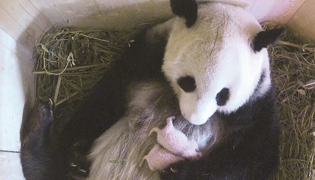 This handout picture taken on Monday and released yesterday by the Schoenbrunn zoo in Vienna shows a video grab of Yang Yang holding her twins.