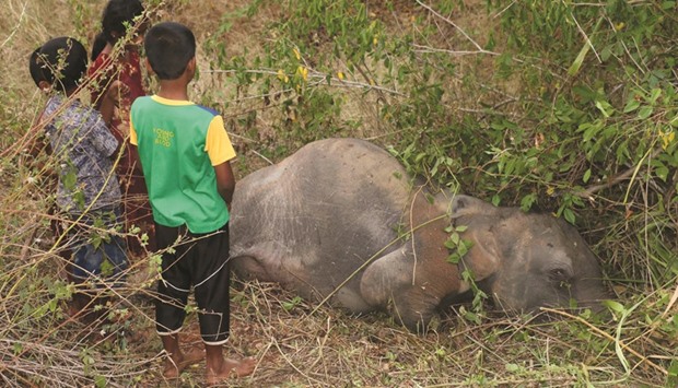 Sri Lankan children look at the body of an elephant at Cheddikulam, some 260 kilometres north of Colombo yesterday, after it was hit by a train.